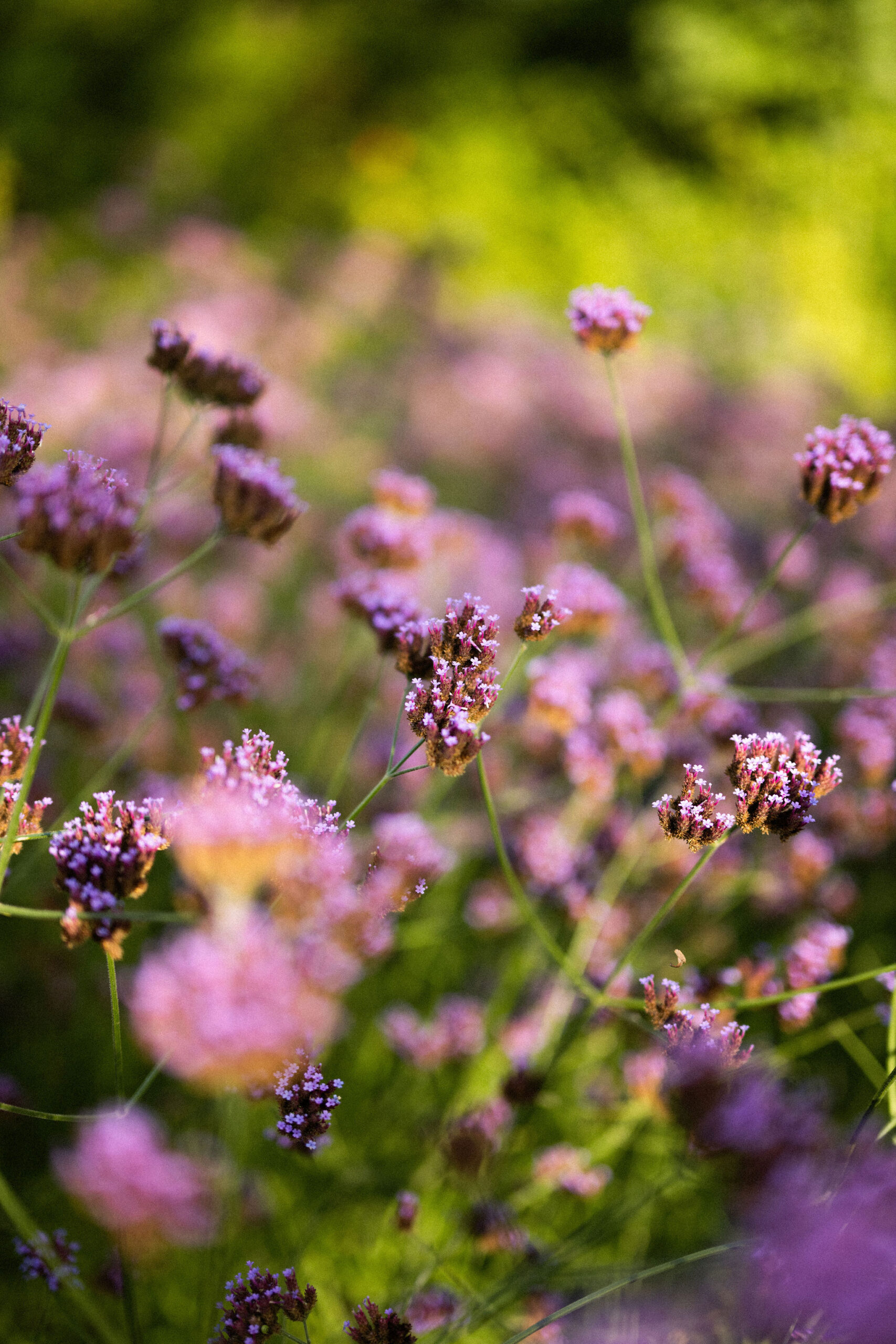 Hetty en Evert in een Groene tuin in Opheusden